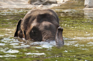 Foto di un elefante in acqua
