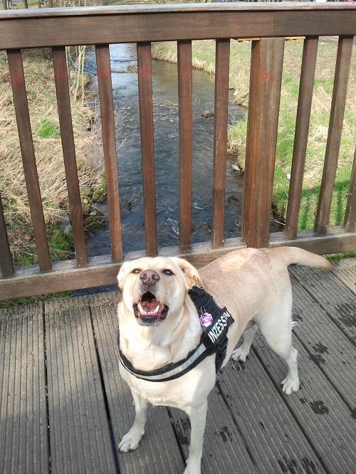 Stella an der Wiembach-Holzbrücke