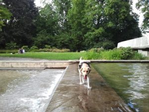 Bild von meinen Labrador Stella am Rheinpark in Köln