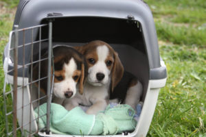 Bild Beaglewelpen in Transportbox